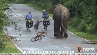 A series of horrific elephant attack incidents in one video.