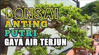 BONSAI ANTING PUTRI GAYA AIR TERJUN