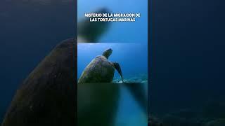 Misterio de la migración de las tortugas marinas #documental #movie #pelicula #viral