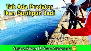 Ikan Gurih Mendominasi Strike Hari ini  Fishing Jeddah