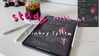 Study with me  real sound no musicASMR urinary system notes goodnotes5 ipad pro 12.9inch