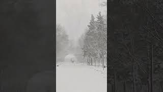 Зима продолжается ️  #зима #ростовнадону #снег #winter #shortvideo #shorts #snow