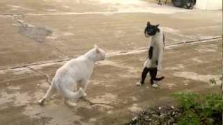 Cobra Cat fight - ضرابة قطط لكن على طريقة الكوبرا