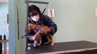 Puppy’s first nails trim