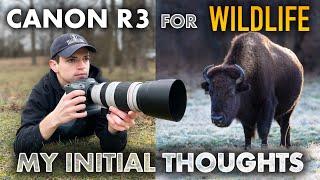 Testing the Canon R3 for Wildlife Photography - WILDLIFE PHOTOGRAPHY VLOG