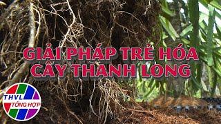 Nông nghiệp bền vững Giải pháp trẻ hóa cây thanh long