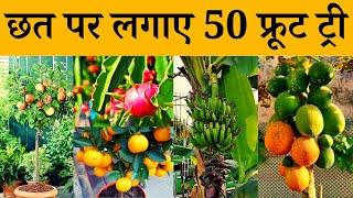 मैंने छत पर लगाए 50 फ्रूट ट्री  50 Fruit Tree In My Terrace Garden  Terrace & Gardening