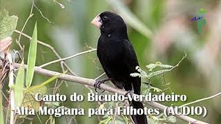 Canto do Bicudo-verdadeiro Alta Mogiana para Filhotes ÁUDIO