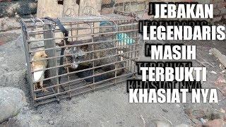 MEMBUAT PERANGKAP MUSANG LEGENDARIS #yendry fishing