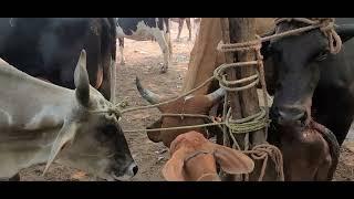 Bonitas Vacas Paridas en El Tránsito El Salvador On 13052023