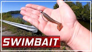 Fall Bass Fishing with a Texas Rig Keitech Swimbait Skeletor Park