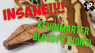 Kevin Marter sent us a CRAZY Blood Python The future is RED