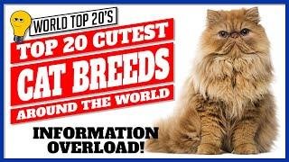 Top 20 Cutest Cat Breeds Around the World