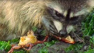 Raccoon vs Rock Crab  Blue Planet  BBC Earth