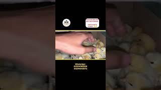 Bovans brown day old chicks  bovans brown farming  poultry farming in Pakistan 
