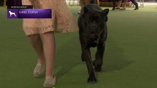 Cane Corsos  Breed Judging 2023