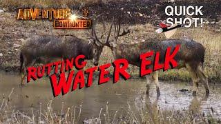 RUTTING WATER ELK - QUICK SHOT