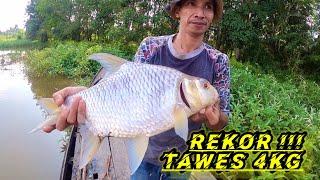 MANCING IKAN TAWES SUNGAI TERBESAR  REKOR TAWES LAMPAM MONSTER