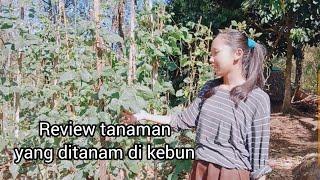 kegiatan sehari hari gadis di desa  review tanaman di Kebun pegunungan