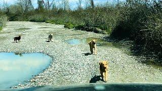 Yolumuzu Kesen Yavru Köpek Çetesi Gitmemize İzin Vermiyor