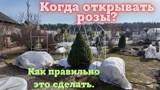 Когда открывать розы?  Как правильно это сделать.