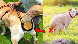 8 NEW DOGS GADGETS INVENTION YOU MUST HAVE ▶ GADGETS FOR DOG LOVERS