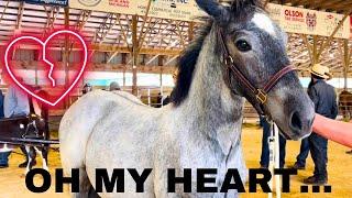 Emotional Horse Auction-Unexpected Bidding War