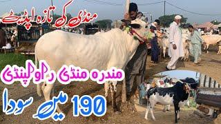 Wensday Mandra mandi today 2024 latest update ll 190k Mae soda ll domail mandi ll Jamil tv ll