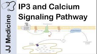 Inositol Triphosphate IP3 and Calcium Signaling Pathway  Second Messenger System