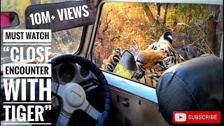 Must watch close encounter with tiger T6 cubs bittu and srinivas karhandla 1-1-16