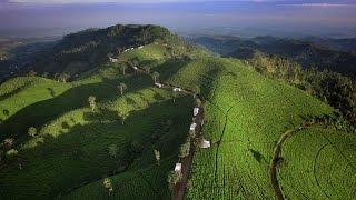 Pesona Wisata Karanganyar - Kebun Teh Kemuning aerial video