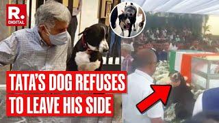 Ratan Tata’s Adopted Dog ‘Goa’ Refuses To Leave His Side Bids Him Final Goodbye