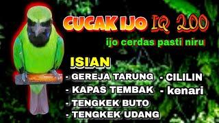 masteran cucak ijo full isian tembakan