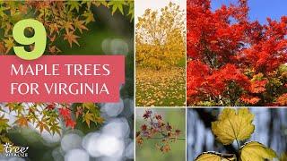 9 Stunning Maple Trees you Can Grow in Virginia