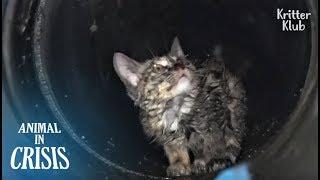 Kitten Stuck Underground Cries Out Of Fear No One Would Rescue Him  Animal in Crisis EP117