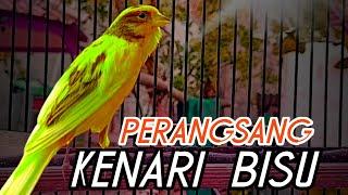 TERAPI & PERANGSANG KENARI BISU SG CUITAN KENARI PAUD DIJAMIN LANGSUNG BUNYI