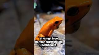 Katak Beracun bagaikan jurus rasengan #feedshorts #facts #shortvideo #faktaunik #animals