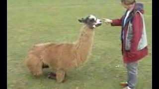 Clicker trained llama