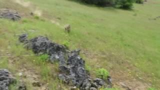 200-Pound Boulder Takes Out Oak Tree