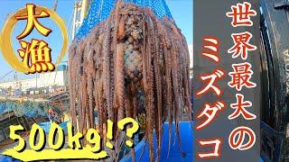 Catch the worlds largest octopus.