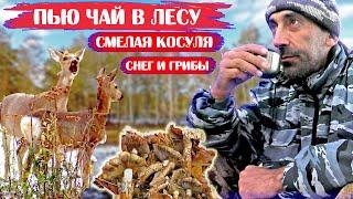 ПЬЮ ЧАЙ В ЛЕСУ. СМЕЛАЯ КОСУЛЯ. СНЕГ И ГРИБЫ. Поход выходного дня