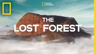 The Lost Forest  Nobel Peace Prize Shorts
