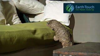 Pangolin does its T. rex walk climbs on couch has a snooze