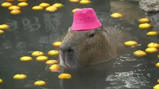 capybara masbro song for 1 hour 1 jam relaxing