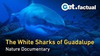 The great white Sharks of Guadalupe  Full Documentary