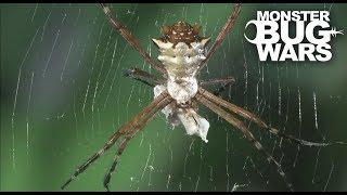 Assassin Bug Collection  MONSTER BUG WARS