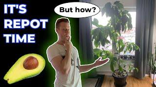 Repotting HUGE Indoor Avocado Tree - Planted From Seed