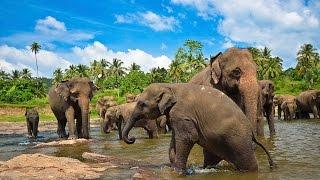 Шри Ланка Дикая природа - дикая природа шри-ланки - чарующая шри-ланка