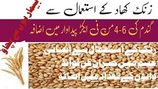 Benefits of zinc in wheat crop Zinc application  in wheat Agri land 