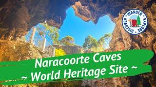   Naracoorte Caves  Discover South Australia